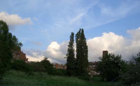 Black poplar trees and Dawsons Heights Estate - Dawsons Hill Nature Reserve London SE22