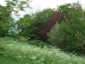 Shrubs and cow parsley, Dawsons Hill Nature Reserve, London SE22
