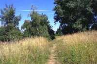Late summer grasses, Dawsons  Hill Nature Reserve, London SE22